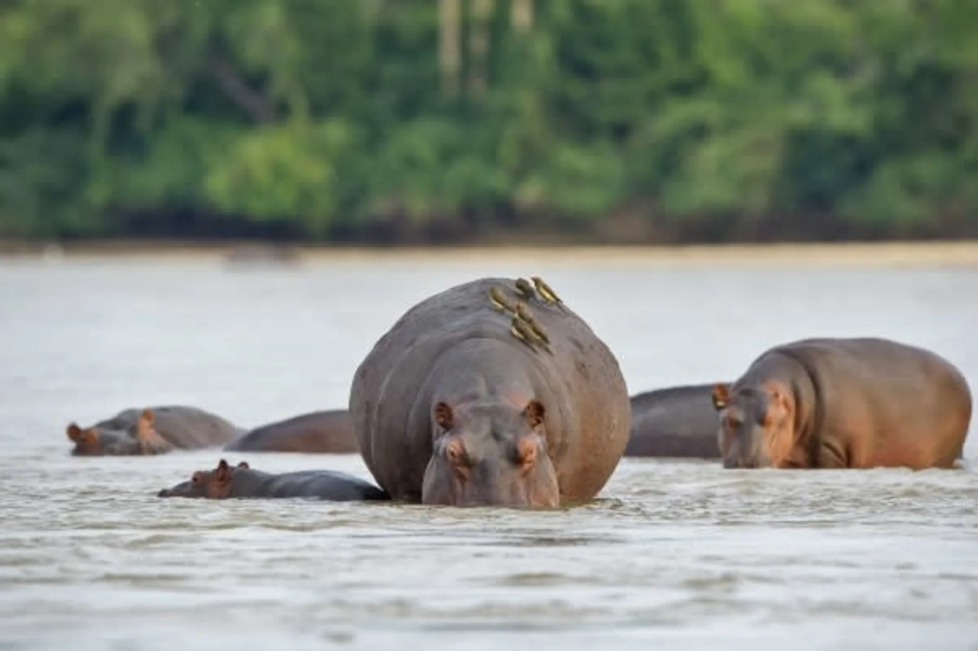 Nyerere National Park Safari – Tanzania