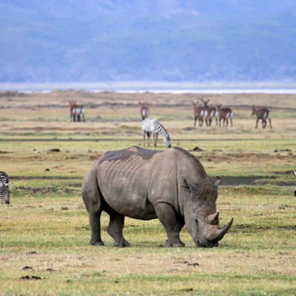 Ngorongoro Crater Safari – Tanzania's Wildlife Wonder - image 4