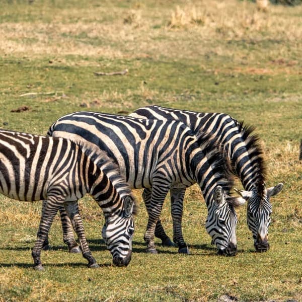 Ngorongoro Crater Safari – Tanzania's Wildlife Wonder - image 3