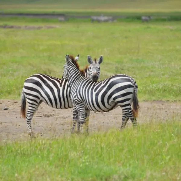 Ngorongoro Crater Safari – Tanzania's Wildlife Wonder - image 2