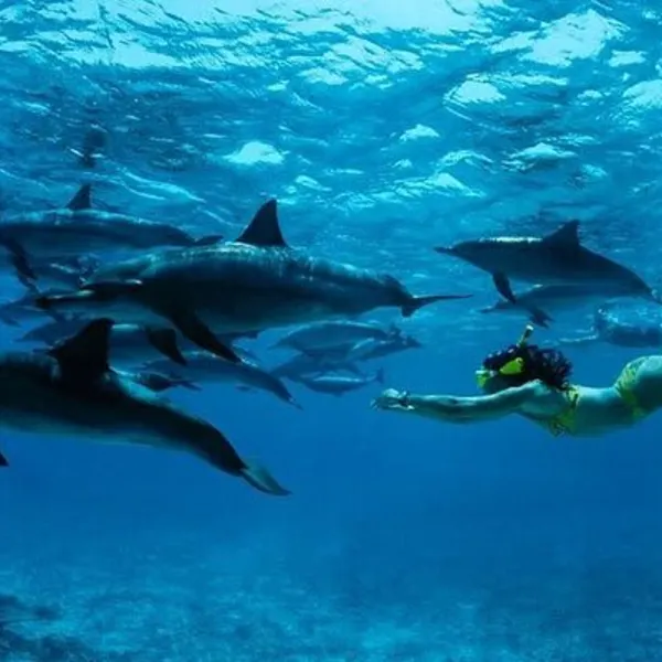 Mnemba Island Snorkelling Trip – Zanzibar - image 3