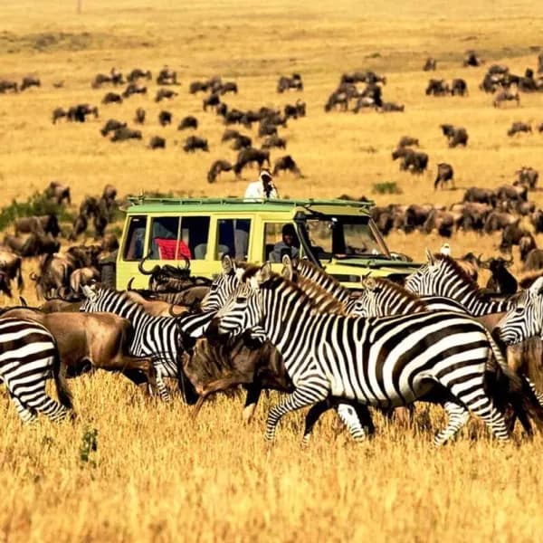 Serengeti National Park Safari – Tanzania - image 4