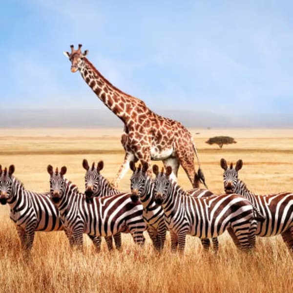 Serengeti National Park Safari – Tanzania - image 2