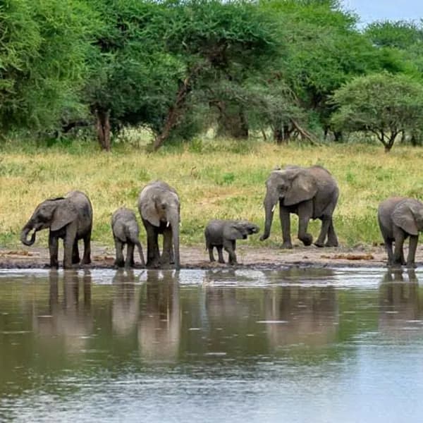 Tarangire National Park Safari – Tanzania - image 4