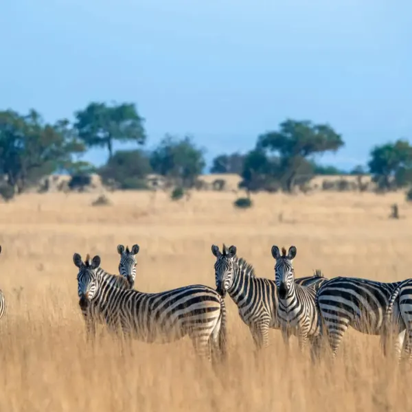 Tarangire National Park Safari – Tanzania - image 2