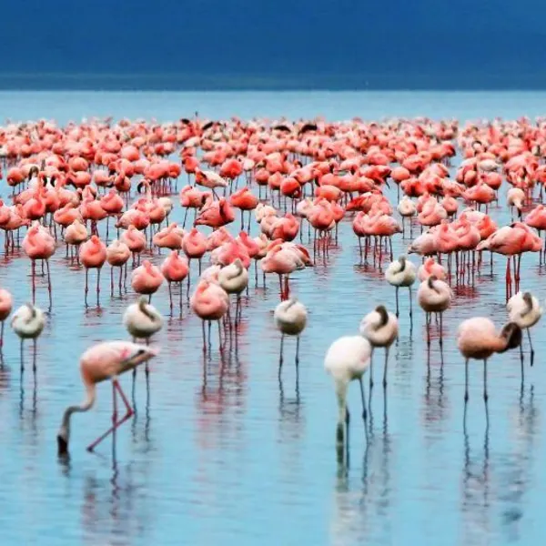 Lake Manyara National Park Safari – Tanzania - image 3