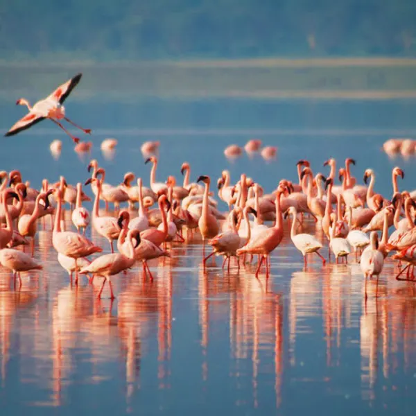 Lake Manyara National Park Safari – Tanzania - image 4