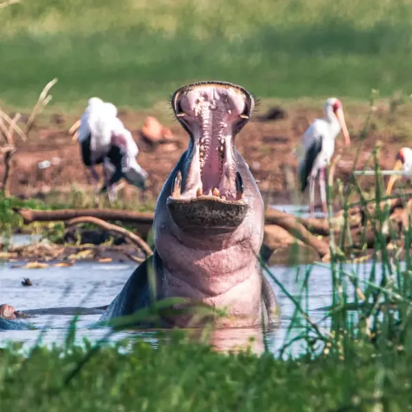 Lake Manyara National Park Safari – Tanzania - image 2