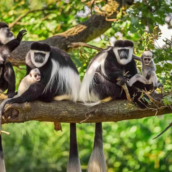 Arusha National Park Safari – Tanzania - image 3