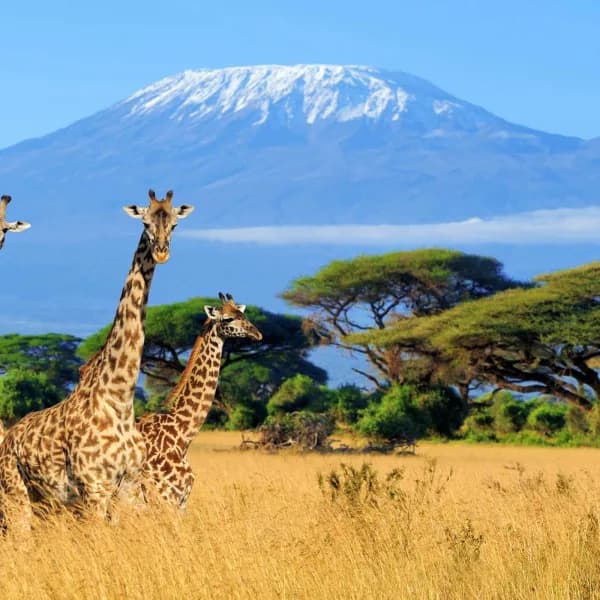 Mount Kilimanjaro National Park Safari – Tanzania - image 4