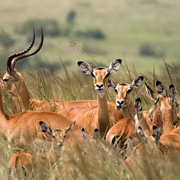 Mikumi National Park Safari – Tanzania - image 2