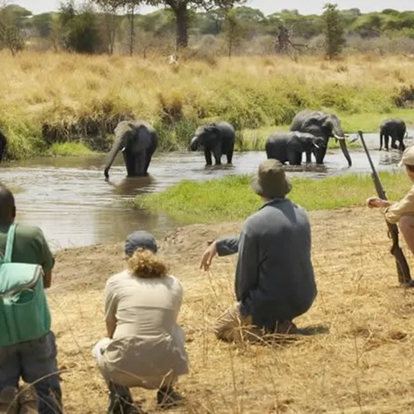 Mikumi National Park Safari – Tanzania - image 3
