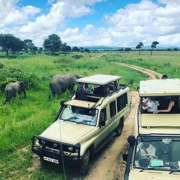 Mikumi National Park Safari – Tanzania - image 4