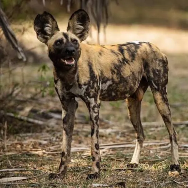 Nyerere National Park Safari – Tanzania - image 3