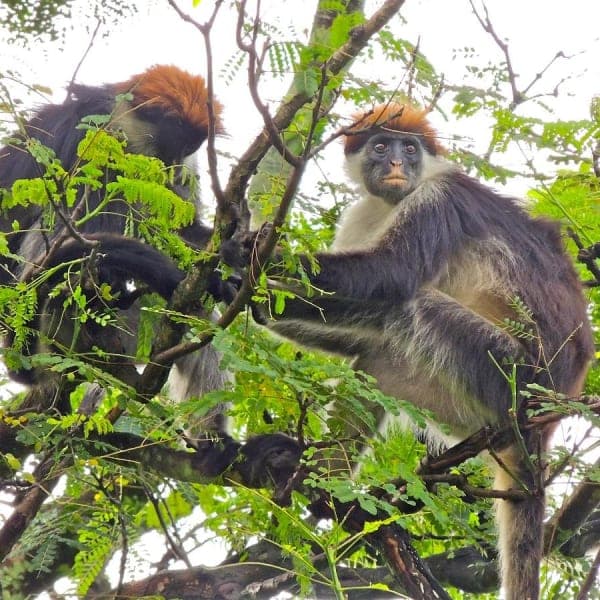 Udzungwa Mountains National Park – Tanzania - image 2