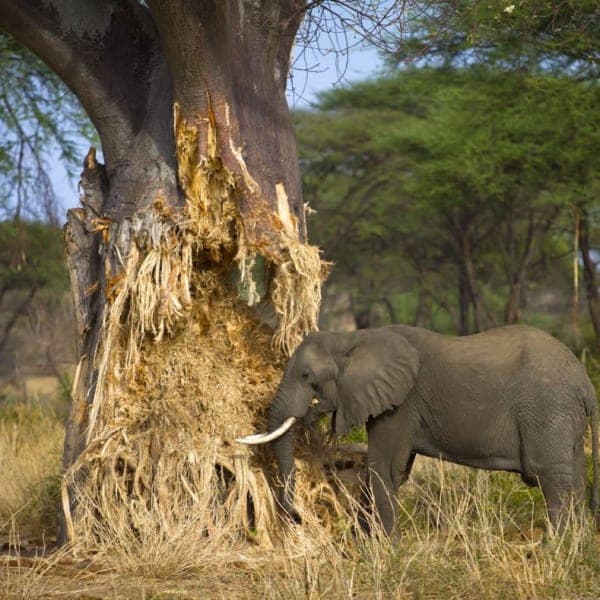 Ruaha National Park Safari – Tanzania - image 2