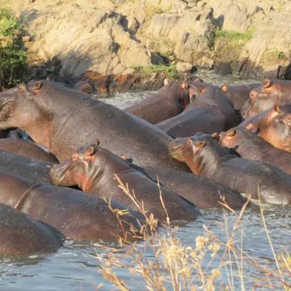 Ruaha National Park Safari – Tanzania - image 3