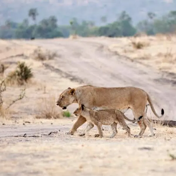 Ruaha National Park Safari – Tanzania - image 4