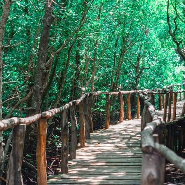 Jozani Forest Tour – Zanzibar - image 4