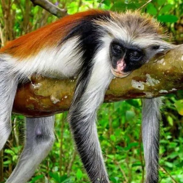 Jozani Forest Tour – Zanzibar - image 3