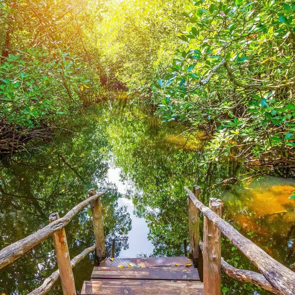 Jozani Forest Tour – Zanzibar - image 2