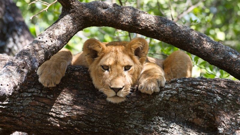 Lake Manyara National Park Safari – Tanzania