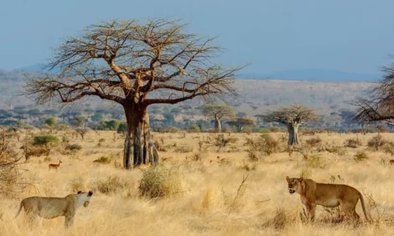 Ruaha National Park Safari – Tanzania