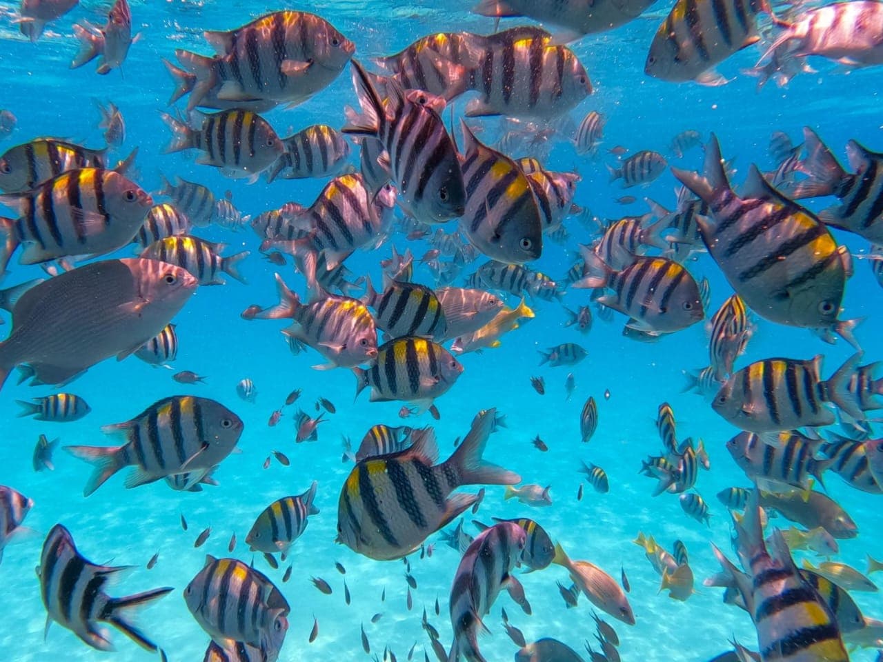 Jambiani Dhow Snorkelling Experience
