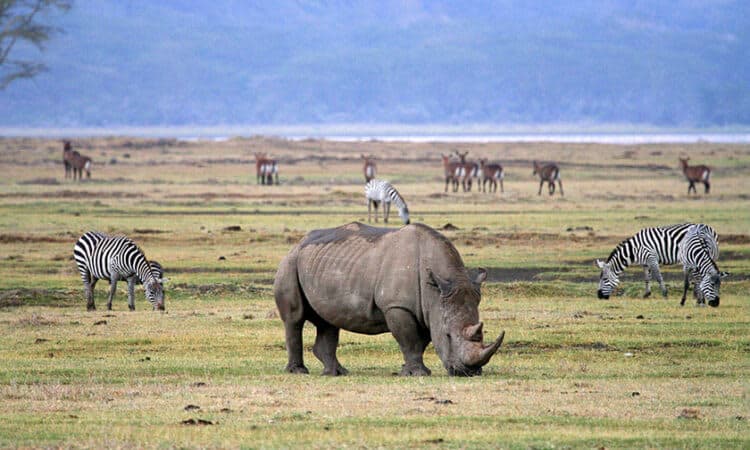Ngorongoro Crater Safari – Tanzania's Wildlife Wonder