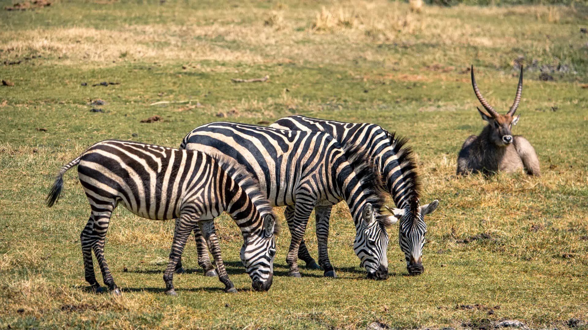 Ngorongoro Crater Safari – Tanzania's Wildlife Wonder
