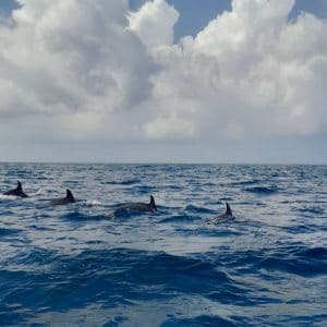 Pungume Island & Dolphin Experience – Zanzibar