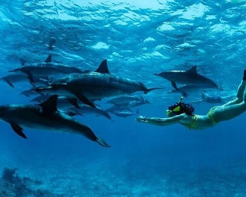 Mnemba Island Snorkelling Trip – Zanzibar