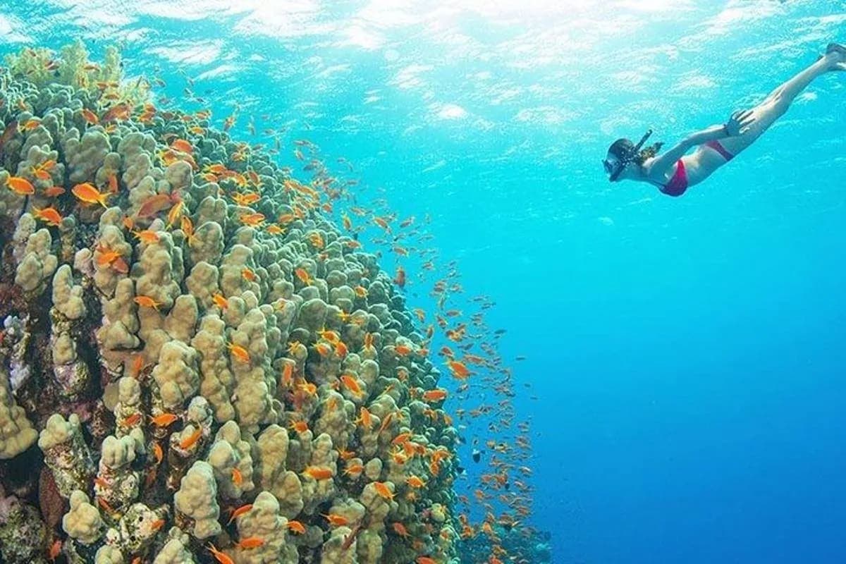 Mnemba Island Snorkelling Trip – Zanzibar