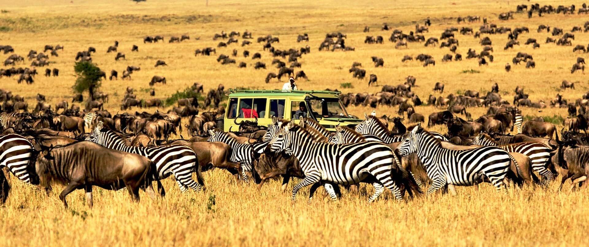 Serengeti National Park Safari