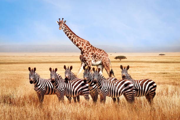 Serengeti National Park Safari
