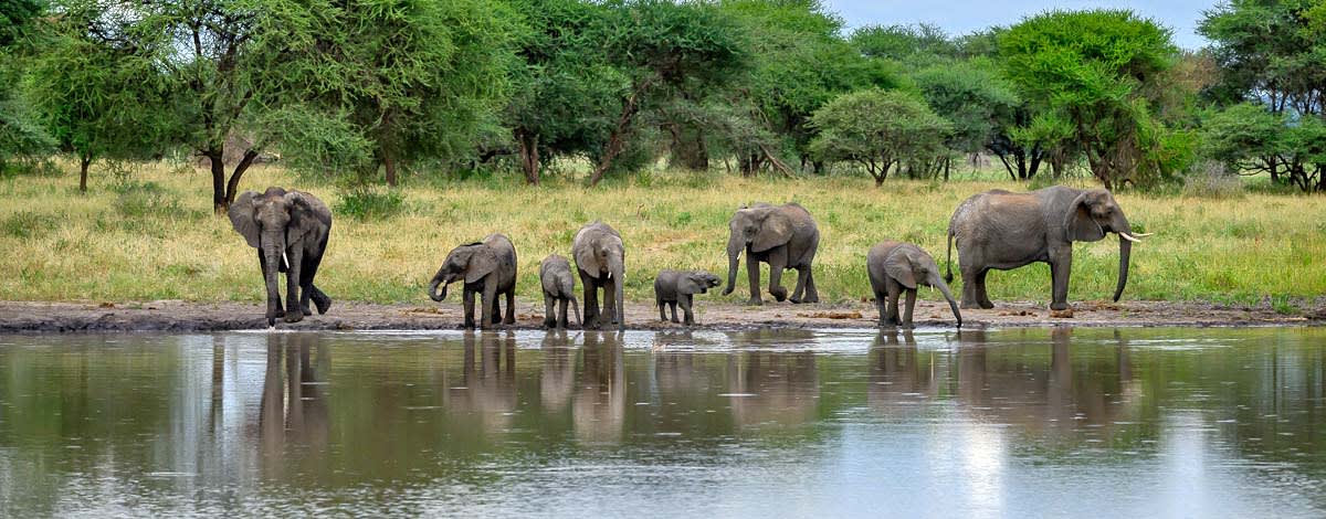 Tarangire National Park Safari