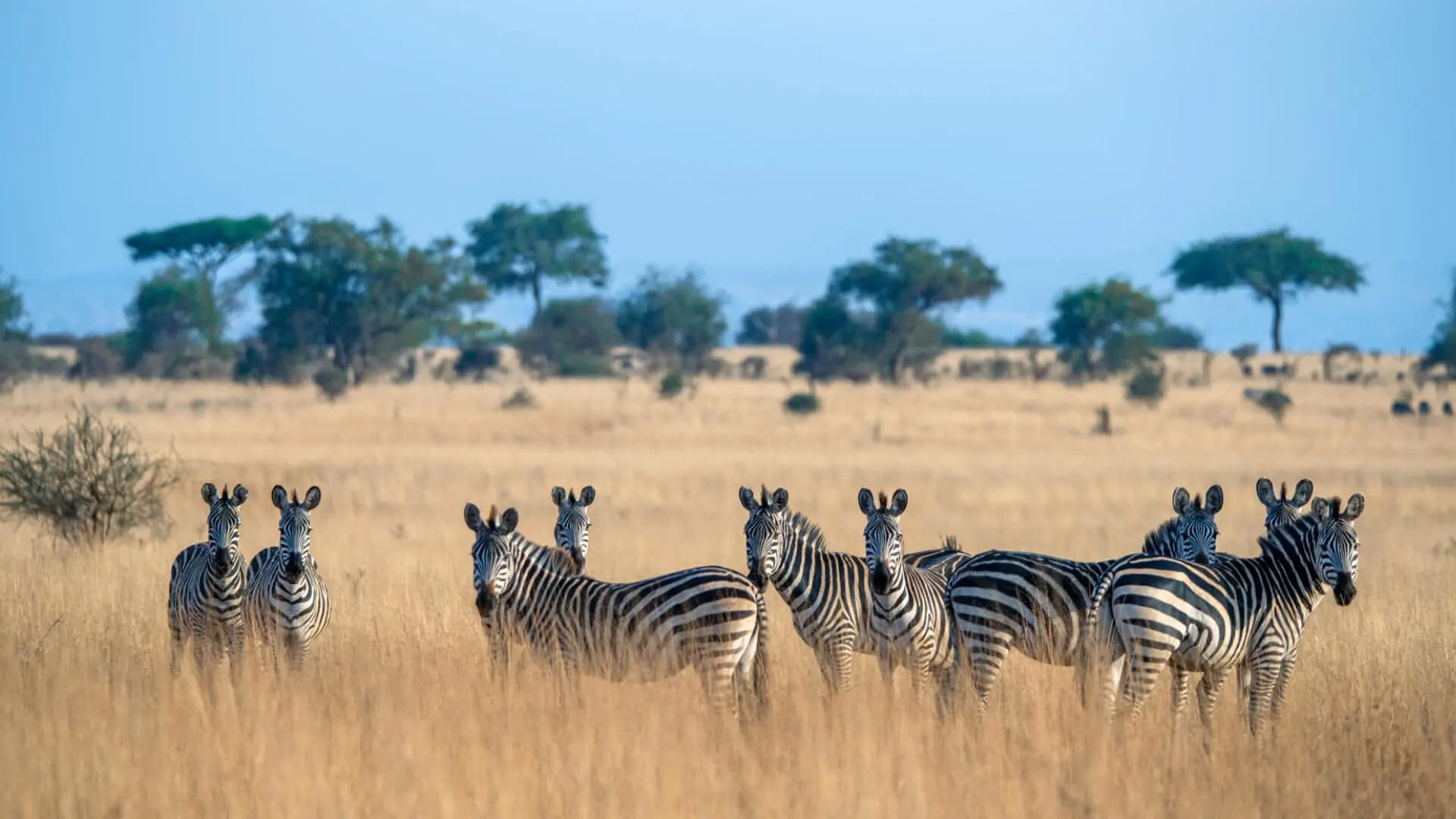 Tarangire National Park Safari