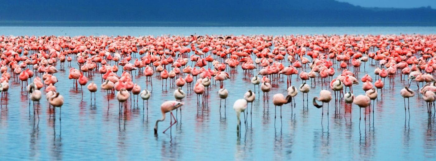 Lake Manyara National Park Safari