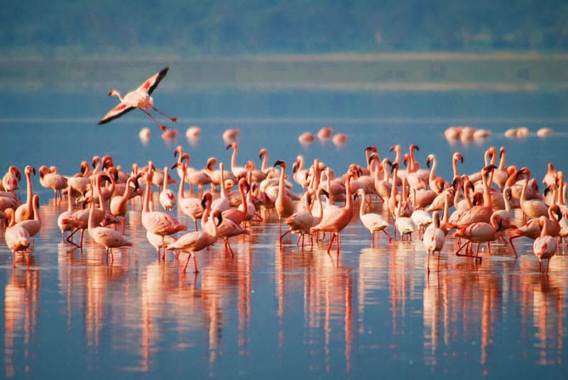 Lake Manyara National Park Safari