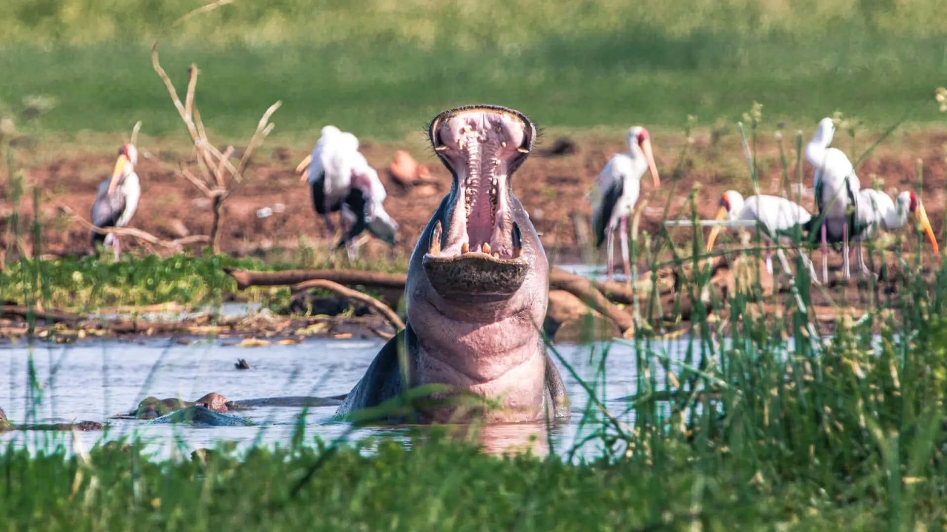 Lake Manyara National Park Safari