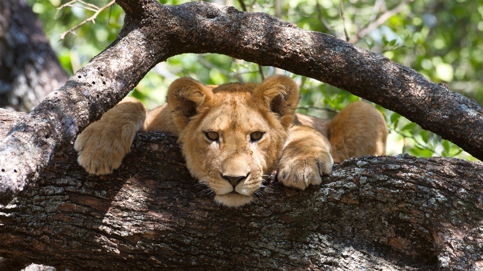 Lake Manyara National Park Safari