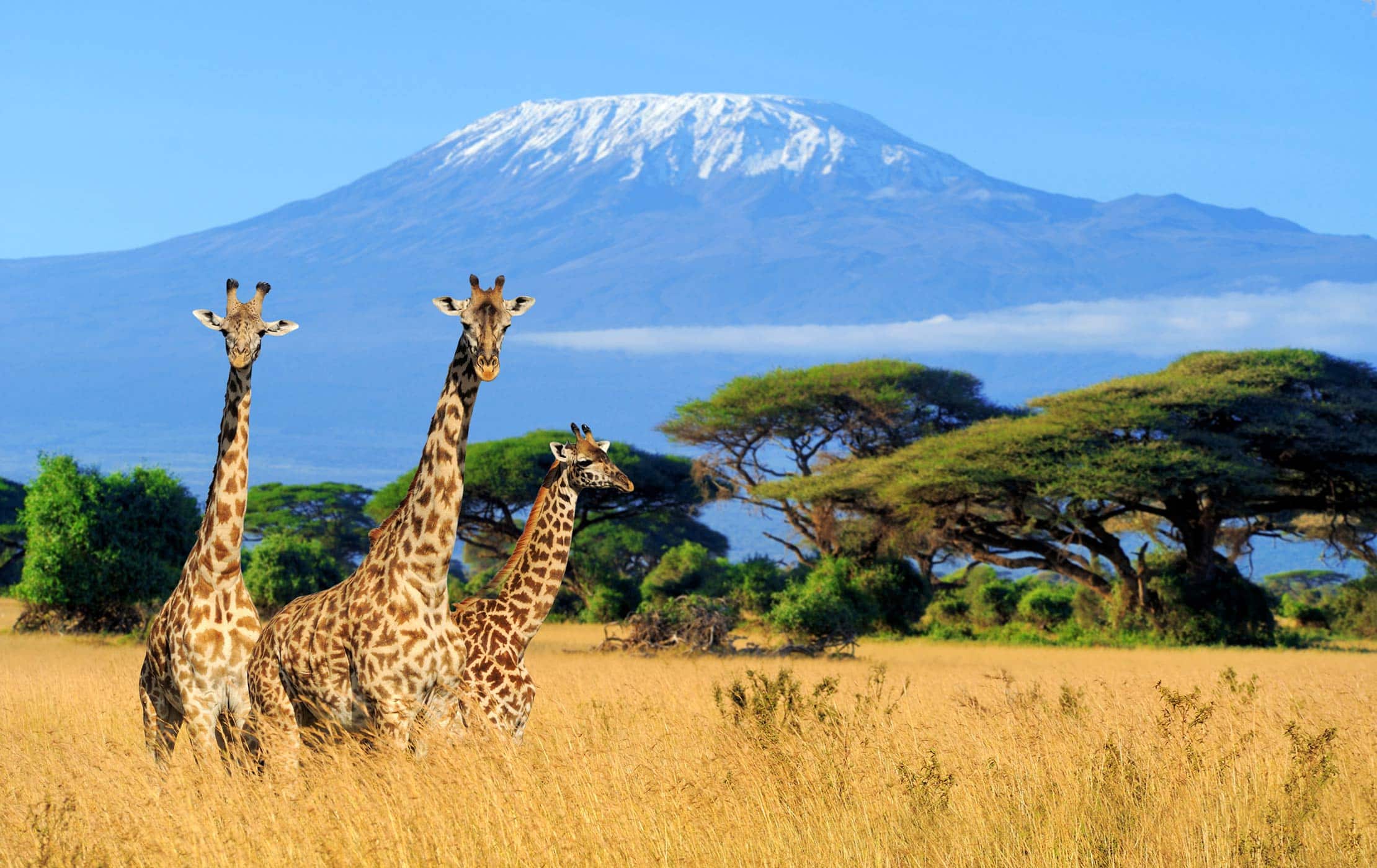 Mount Kilimanjaro National Park Safari