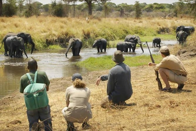 Mikumi National Park Safari
