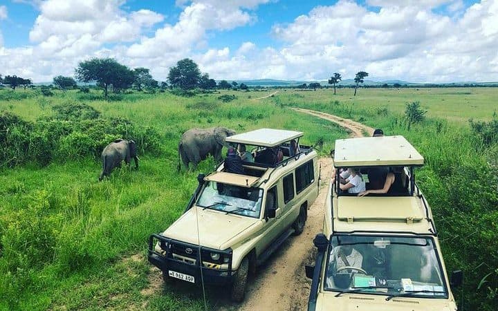 Mikumi National Park Safari