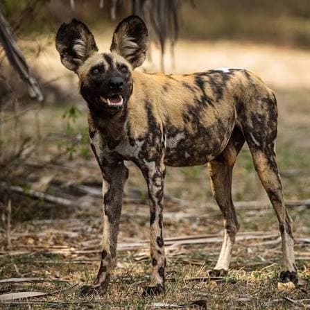 Nyerere National Park Safari