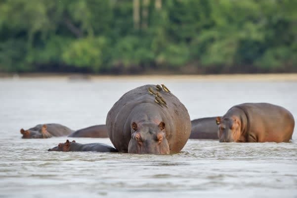 Nyerere National Park Safari