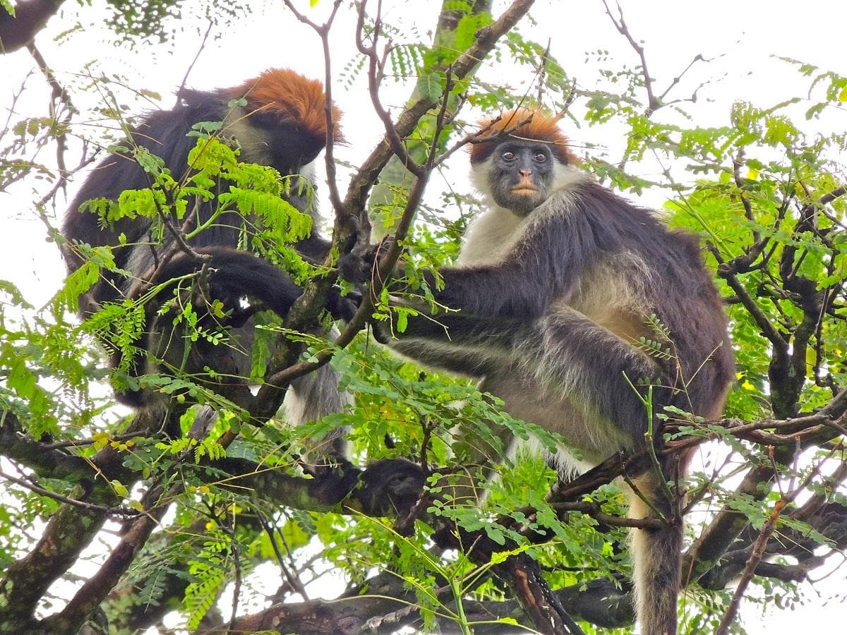 Udzungwa Mountains National Park