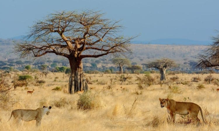 Ruaha National Park Safari
