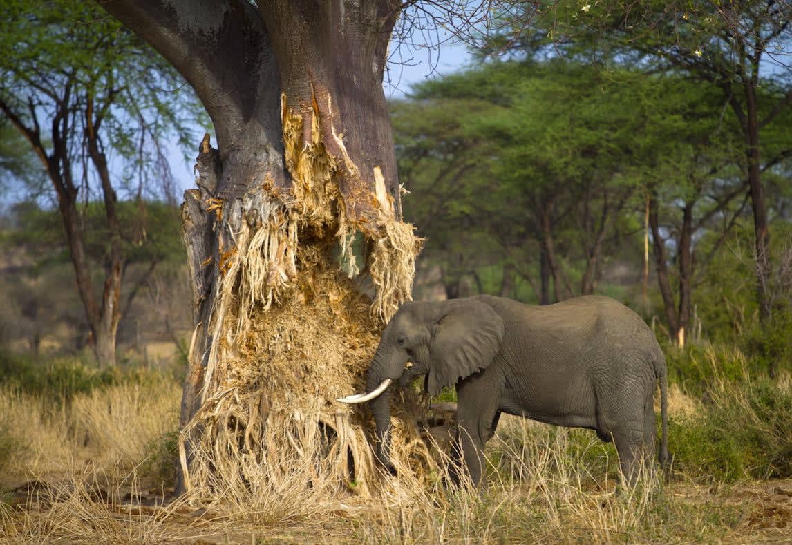 Ruaha National Park Safari