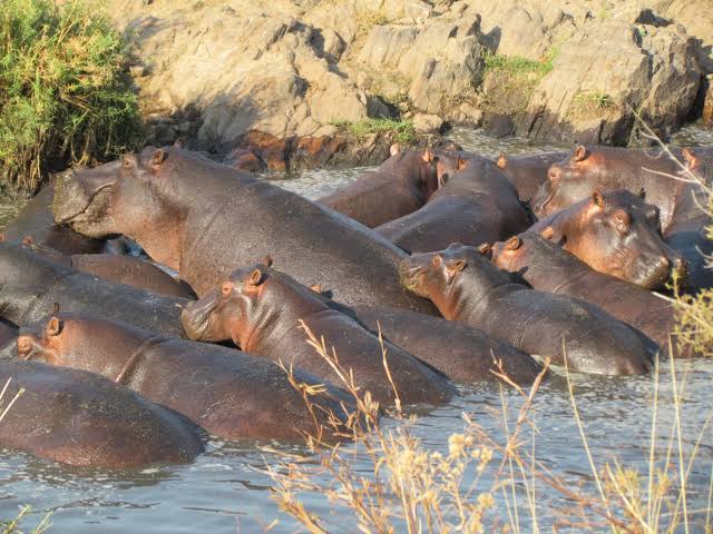 Ruaha National Park Safari